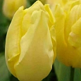 Тюльпан ранний Sunny Prince