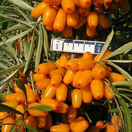 Облепиха Августина