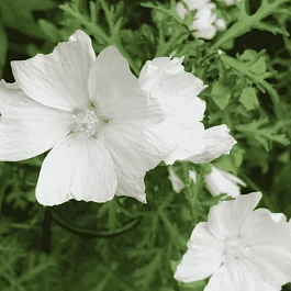 Мальва мускусная Alba