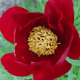 Пион Молочноцветковый Single Red