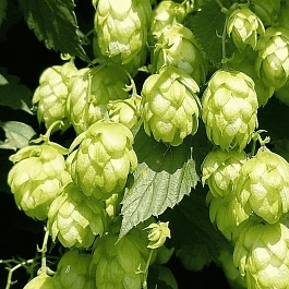 Хмель обыкновенный(F)