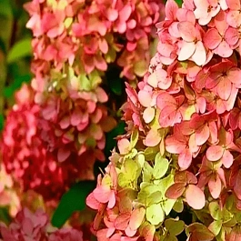 Гортензия метельчатая Magical Candle