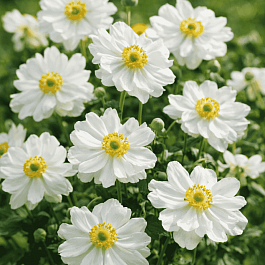 Анемона японская Whirlwind