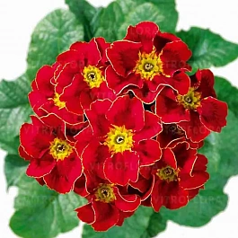 Примула Hethor Tagetes Red