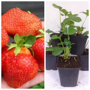 Земляника садовая Элианни НАБОР 5ШТ