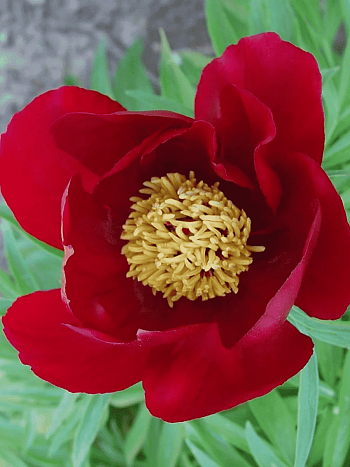 Пион Молочноцветковый Single Red