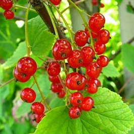 Смородина красная Рассветная