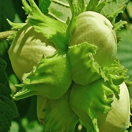 Фундук Tonda Di Giffoni