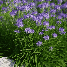 Кольник Шейхцера