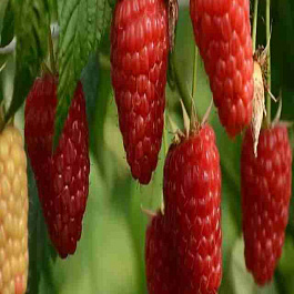 Малина Энросадира