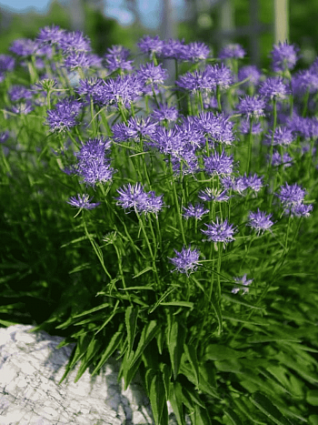 Кольник Шейхцера