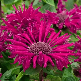 Монарда гибридная Bee-True