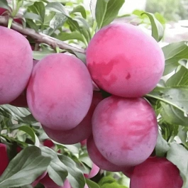 Алыча гибридная Клеопатра