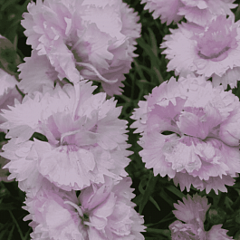 Гвоздика Перистая Double Rose