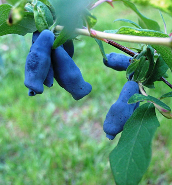 Жимолость съедобная Шахиня