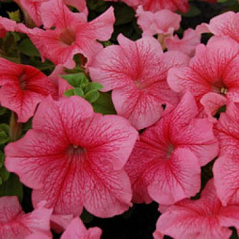 Петуния грандифлора Лимбо Джи Пи	Роуз Вейнед
