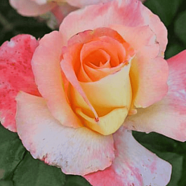 Роза Чайно-гибридная Trinidad