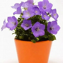 Колокольчик  карпатский Rapido blue