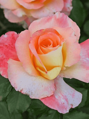 Роза Чайно-гибридная Trinidad