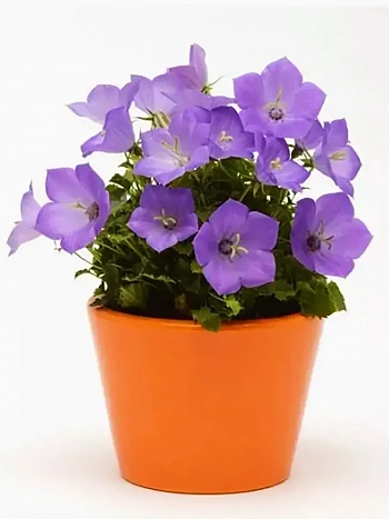 Колокольчик  карпатский Rapido blue