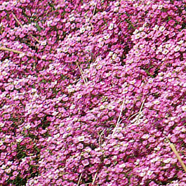 Алиссум Эстер Бонет Дип Пинк