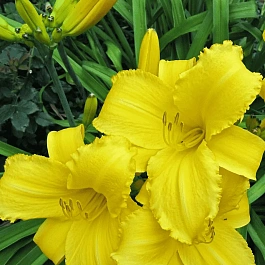 Лилейник Mary Todd