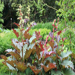 Ревень тангутский 