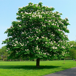 Каштан конский Баумании