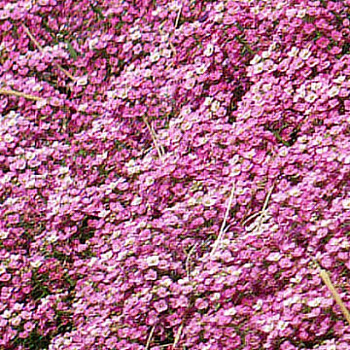 Алиссум Эстер Бонет Дип Пинк