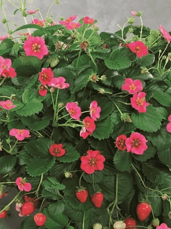 Земляника садовая Тоскана