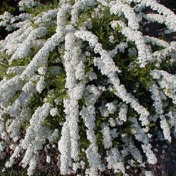 Спирея Аргута