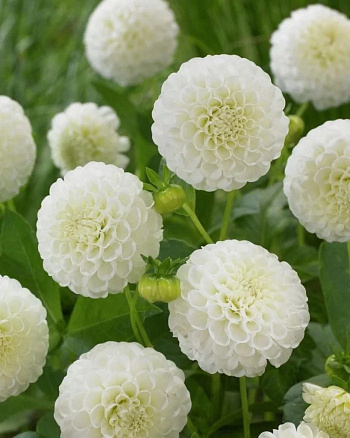 Георгина Помпонная Сноуфлейк