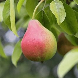 Груша Татьяна