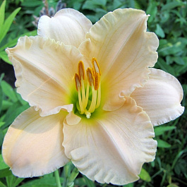 Лилейник гибридный Лаллебай Бэби НАБОР 2ШТ (1+1)