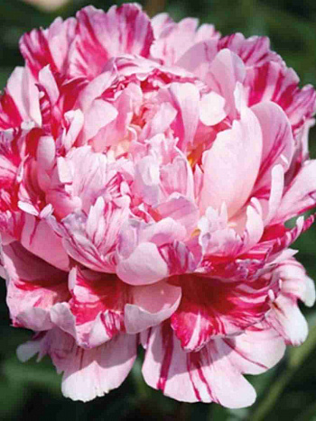 Пион Молочноцветковый Candy Striped