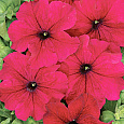 Петуния крупноцветковая Тоуга F1 Петуния крупноцветковая Тоуга F1