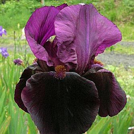 Ирис карликовый Дарк Овер