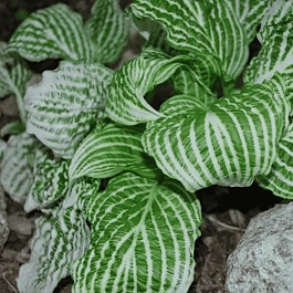 Хоста Second Coming