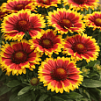 Гайлардия гибридная Arizona Sun