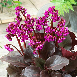 Бадан сердцелистный Эроика