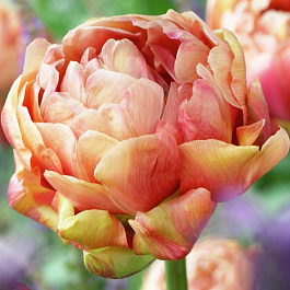 Тюльпан махровый поздний Коппер Имидж