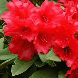 Рододендрон гибридный Tarragona