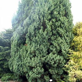 Можжевельник китайский Монарх