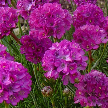 Армерия приморская Монинг Стар Дип Роуз