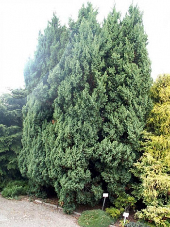 Можжевельник китайский Монарх Можжевельник китайский Монарх