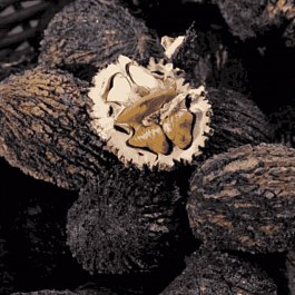 Орех черный