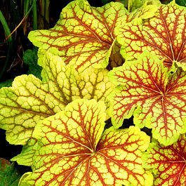 Гейхера Electra