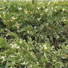 Можжевельник казацкий Варигата