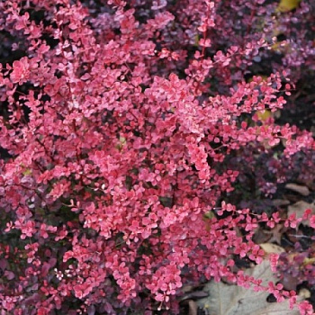 Барбарис Тунберга Пинк Квин