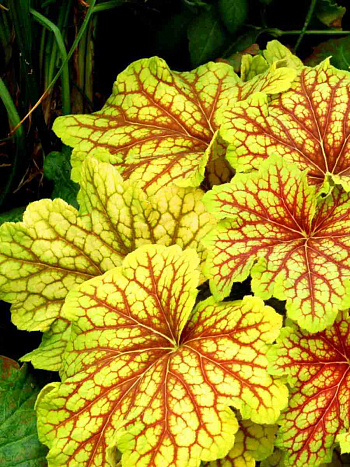 Гейхера Electra